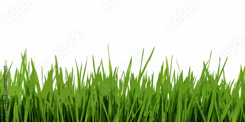 A vibrant green grass border stretching across a white background