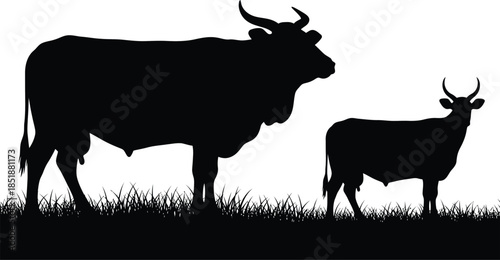 Silhouette of a cow and calf standing in a field