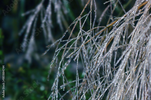Closeup of thin twigs covered glistening ice in winter yard, soft focus