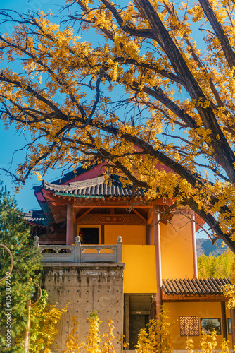Autumn scenery of Helu Temple and its thousand-year-old ginkgo tree in Yantai, Shandong, China