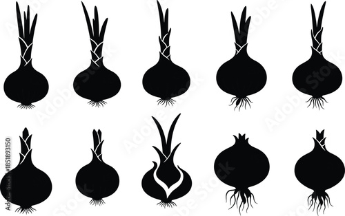 Black onion bulb silhouettes collection isolated on white background botanical vegetable illustration minimalist farming harvest design vector