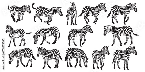 seamless pattern with zebra