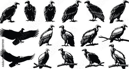 Collection of black and white vulture silhouettes and illustrations featuring scavengers in various poses, flying, perching, and standing for wildlife nature design.