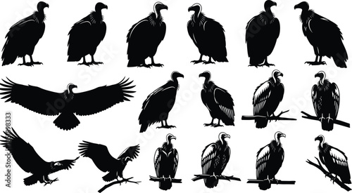 Set of vulture silhouettes and vector illustrations of scavengers, birds of prey, condors, and wildlife icons isolated on white for nature design,