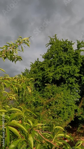 tree in the sky. green trees against the background of a stormy sky. trees in the garden in spring. Ukrainian landscape 4K