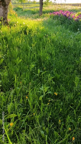 green grass in the garden. garden on a spring day at sunset. garden landscape against sunset. trees in the garden in spring. Ukrainian landscape 4K