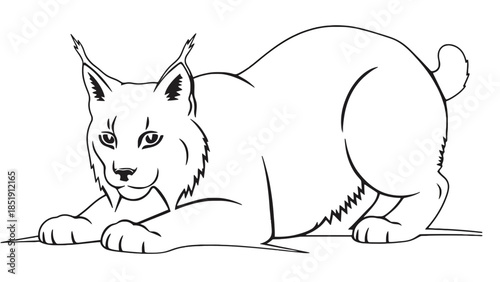 Cute wolf lying down in relaxed pose looking forward