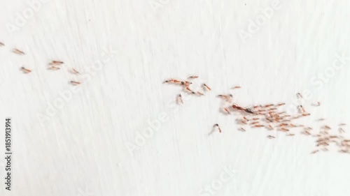 close up of queen ant moving house followed by worker ants on white background
