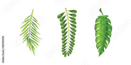 Elegant vector illustration of tropical leaves and palm fronds isolated on white background, ideal for summer design, exotic decoration, botanical elements, and eco projects
