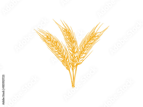 Vintage engraving style vector illustration of wheat ears cereal crop, detailed organic agricultural sketch perfect for food packaging, bakery design, and farm themes