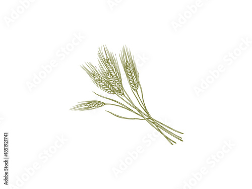 Organic wheat ears vector illustration symbolizing natural whole food, agriculture, nutrition, bakery, cereals, and healthy farm grown ingredients for eco friendly design projects