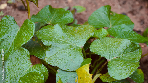 Fresh Sweet Potato Foliage (Ipomoea batatas) with Water Droplets on Heart-Shaped Leaves