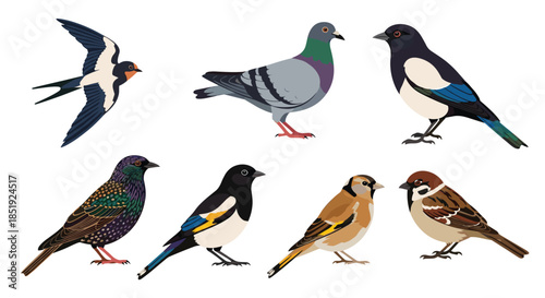 Diverse set of common urban and rural birds, including a swallow, pigeon, magpie, starling, goldfinch, and sparrow, showcasing avian diversity.