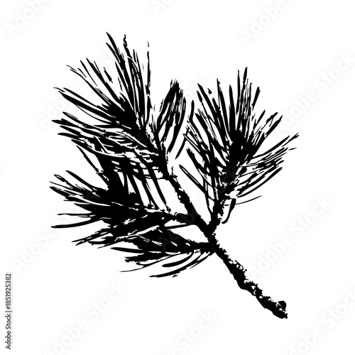 Detailed black pine branch silhouette with long needles, realistic conifer twig illustration for Christmas, winter holiday, forest design, nature logo, stamp, print, decoration, isolated on white.