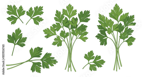A fresh and aromatic collection of parsley, showcasing individual sprigs and tied bunches, ready for culinary use as an herb and garnish.