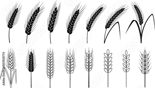 Wheat and grain ear line art collection featuring barley, rye, and cereal plant symbols illustrated in clean black outline vector style isolated on white background for agriculture, farming, and food 