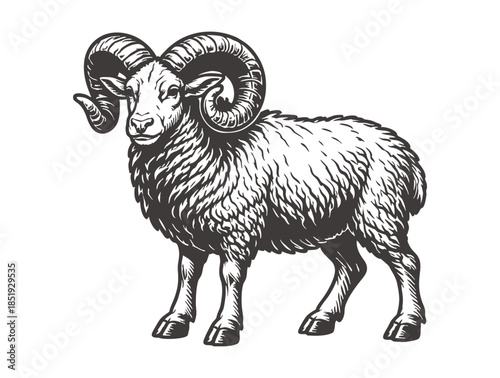 A strong ram with large curved horns standing proudly alone.
