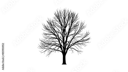 Bare Tree Silhouette Isolated on White.