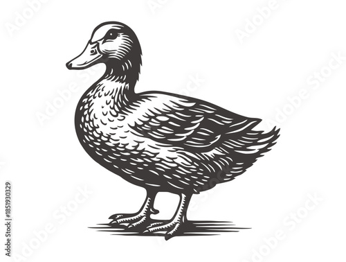 A simple woodcut illustration of a duck standing in profile.
