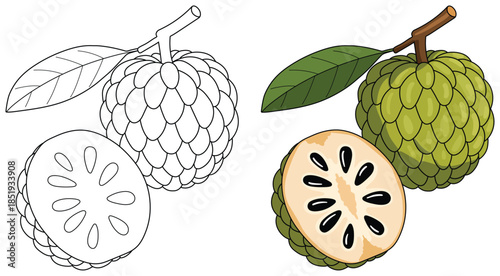Custard apple illustrated as whole and sliced fruit with layered scales smooth outlines and soft highlights shown in a clean modern cartoon vector style for versatile creative use