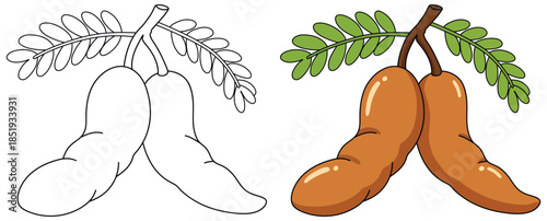 Tamarind illustration featuring two ripe pods hanging from a branch with detailed green leaflets shown in a clean vector style ideal for food themed designs and educational resources