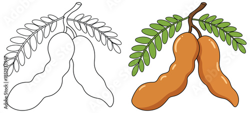 Tamarind illustration showing two natural brown pods hanging from a branch with detailed green leaflets in a clean vector style suitable for food design and educational use