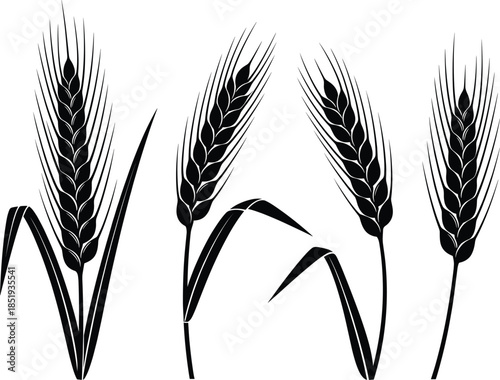 Stylized vector illustration of wheat stalks in silhouette and outline style, agriculture, botanical, grain, harvest, food, nature design.