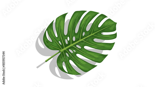A single green illustrated Monstera leaf with prominent fenestrations and a shadow