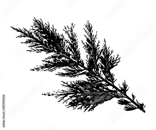 Detailed black juniper conifer branch with dense feathery foliage and subtle shading isolated on white perfect for Christmas winter design forest logo natural pattern packaging print rustic decoration