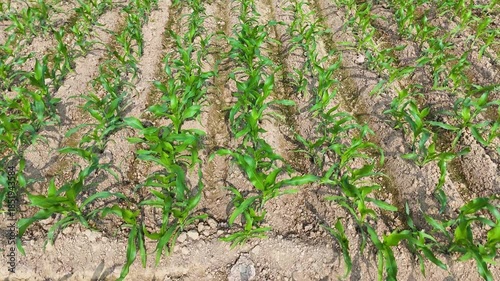 Smooth drone flight above green corn crops, emphasizing agricultural symmetry, natural crop development, and peaceful countryside surroundings.