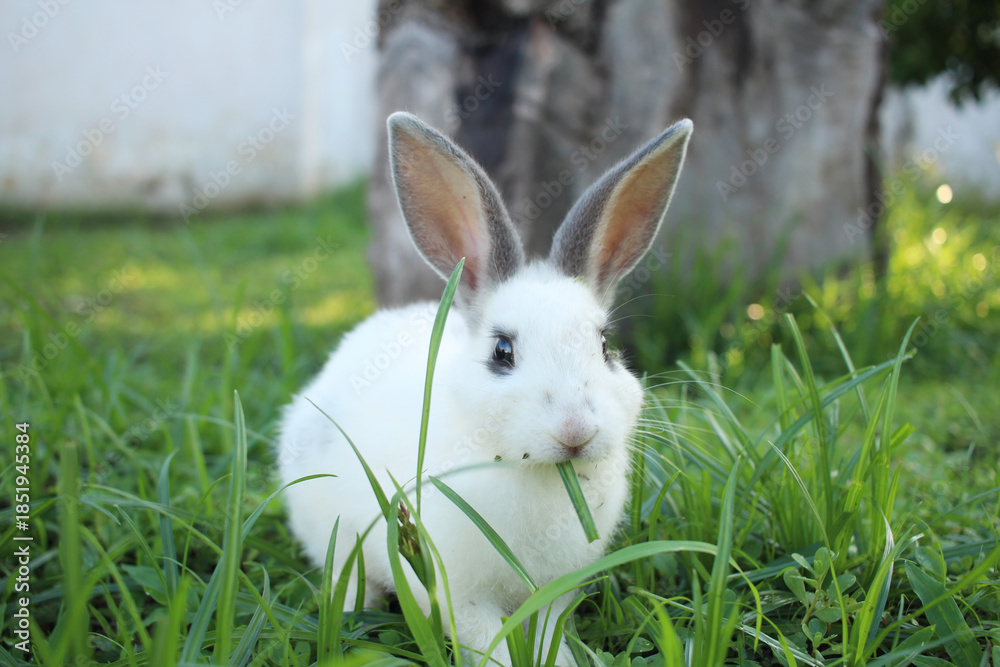 Fototapeta premium White rabbits walking through the green garden