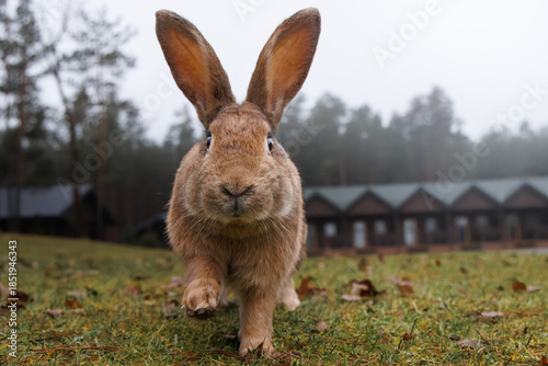 Close-up of a cute grey-furred rabbit walking straight toward the camera lens on a cloudy autumn day.	