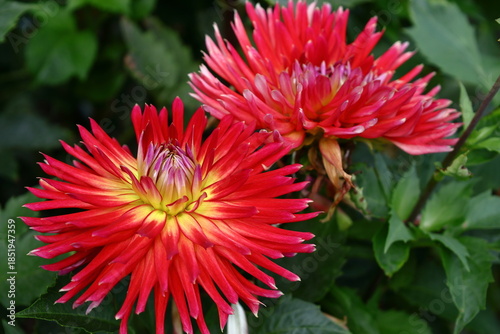 色鮮やかな大輪