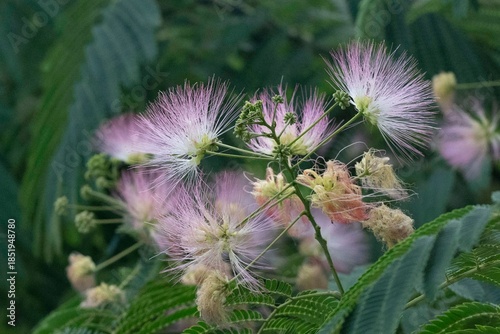 Schlafbaum/Seidenbaum-1