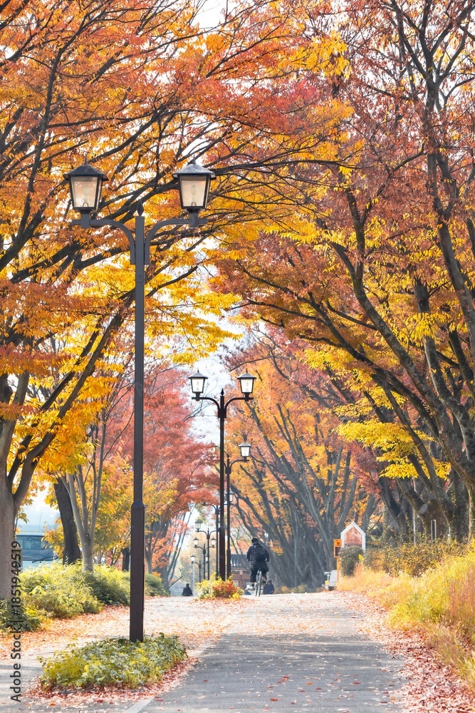 Fototapeta premium 名古屋市、名城公園の紅葉並木