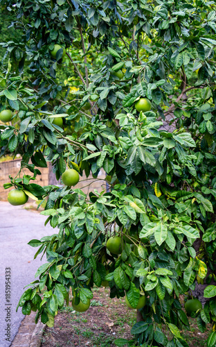 Close up of Pomelo-tree (Citrus maxima)
