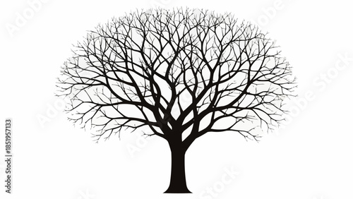 tree silhouette isolated on white