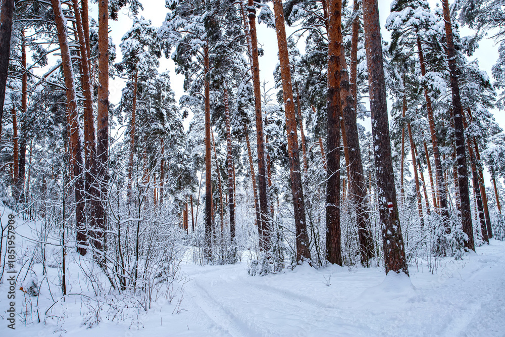 Fototapeta premium Winter pine forest after snowfall. Winter landscape.