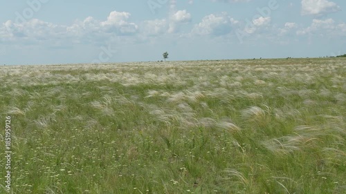 Wallpaper Mural Feather grass steppe. Great steppe landscape Torontodigital.ca