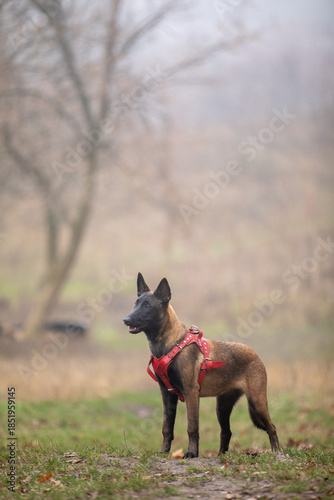 Malinois puppy in a red harness