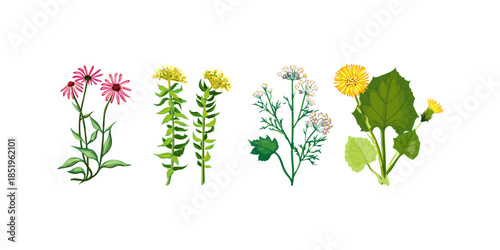 Botanical vintage style hand drawn vector illustration of healing herbal plants organic natural medicine design for apothecary health remedies sketch artwork