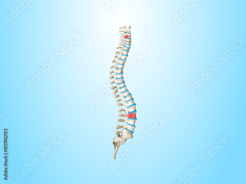 Anatomical realistic 3D rendering of human highlighted spinal cord medical illustration vertebrae nervous system healthcare biology anatomy study design