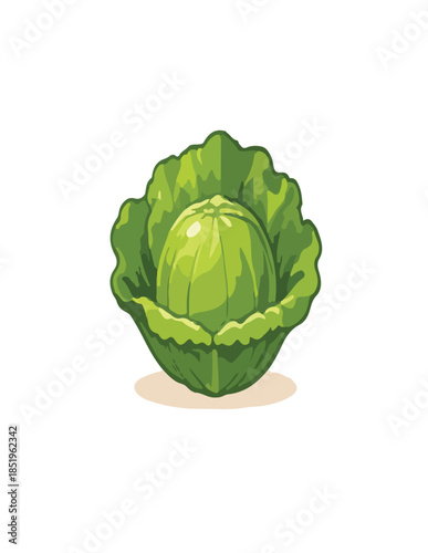 green cabbage isolated on white