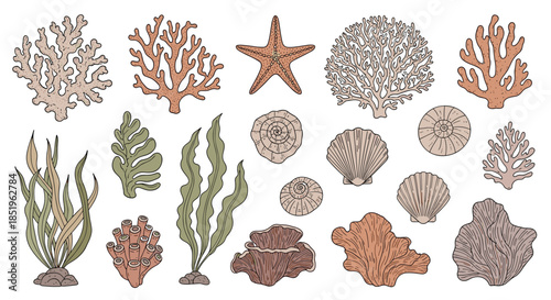 Extensive collection features hand drawn colored sea elements including diverse corals seashells starfish and various seaweed isolated on white.