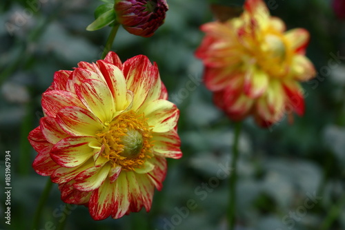 色鮮やかな大輪