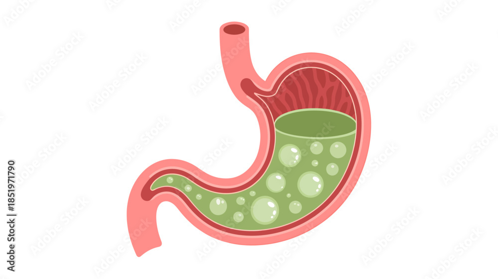 Fototapeta premium Illustration of Human Digestive System with Gas Bubbles