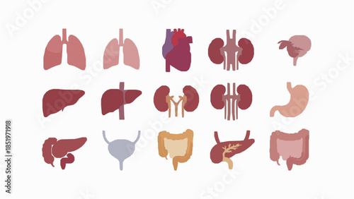 Human internal organs for medical education
