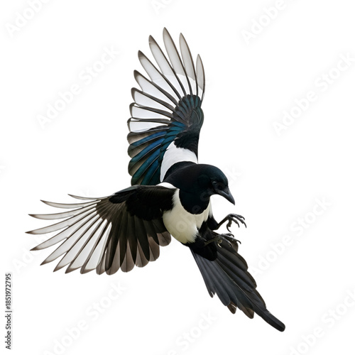 Dynamic magpie in flight, wings spread, displaying striking black and white plumage with iridescent blue, isolated on white & transparent background. Ideal for wildlife illustrations,