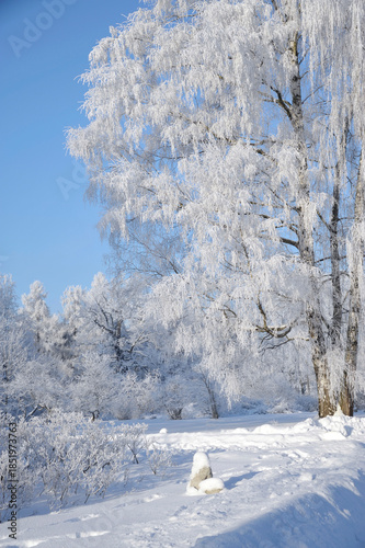 Frost Covered Tree on Sunny Winter Day