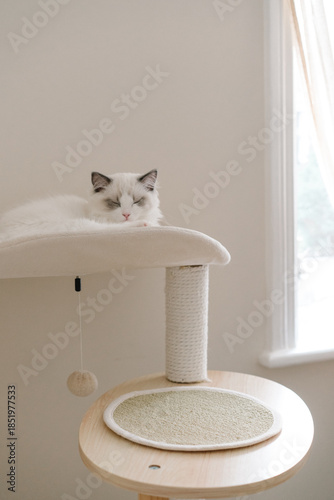 Fluffy ragdoll cat resting on a modern cat tree by the window. Minimal interior, soft daylight, and neutral palette emphasize calmness and contemporary pet-friendly living.
